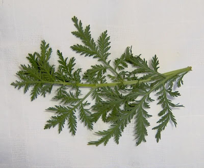 Annual Mugwort, Artemisia annua Annual Mugwort, Artemisia annua