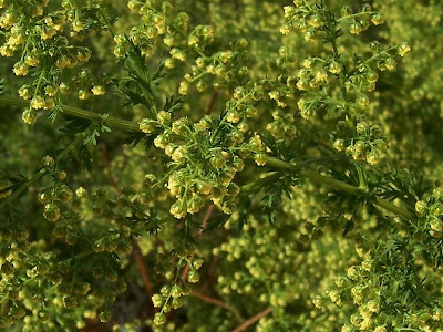 Annual Mugwort, Artemisia annua Annual Mugwort, Artemisia annua