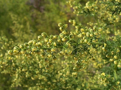 Annual Mugwort, Artemisia annua Annual Mugwort, Artemisia annua