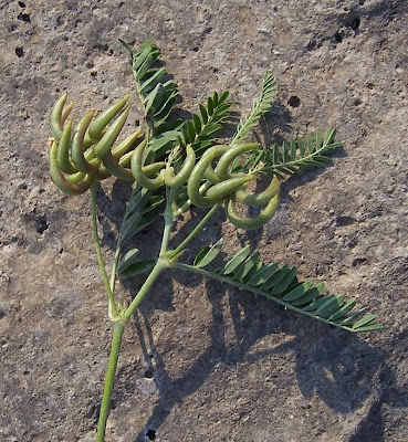 Astragalus hamosus,
Astragalo falciforme,
European milkvetch,
milkvetch,
Southern Milk Vetch Astragalus hamosus,
Astragalo falciforme,
European milkvetch,
milkvetch,
Southern Milk Vetch