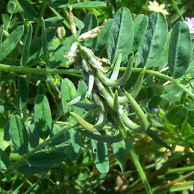 Astragalus hamosus,
Astragalo falciforme,
European milkvetch,
milkvetch,
Southern Milk Vetch Astragalus hamosus,
Astragalo falciforme,
European milkvetch,
milkvetch,
Southern Milk Vetch