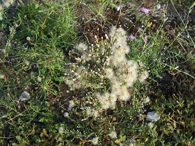 Narrow Leaved Aster