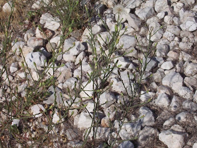 Narrow Leaved Aster