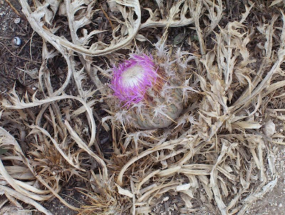 Atractylis gummifera,
acanthomastich,
Masticogna laticifera,
Pine Thistle,
pseudomastich Atractylis gummifera,
acanthomastich,
Masticogna laticifera,
Pine Thistle,
pseudomastich