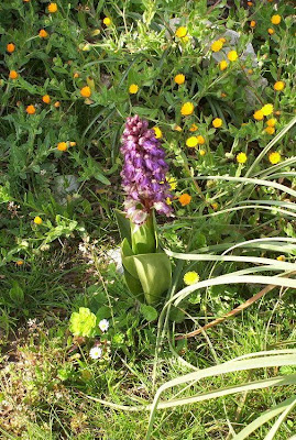 Barlia robertiana,
Barlia,
Giant Orchid
