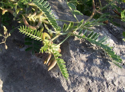 Astragalus hamosus,
Astragalo falciforme,
European milkvetch,
milkvetch,
Southern Milk Vetch Astragalus hamosus,
Astragalo falciforme,
European milkvetch,
milkvetch,
Southern Milk Vetch