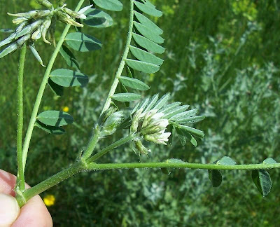 Astragalus hamosus,
Astragalo falciforme,
European milkvetch,
milkvetch,
Southern Milk Vetch Astragalus hamosus,
Astragalo falciforme,
European milkvetch,
milkvetch,
Southern Milk Vetch