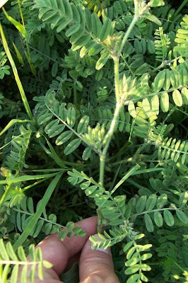 Astragalus sesameus,
Astragalo minore,
Small Flowered Milk Vetch