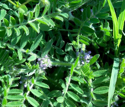 Astragalus sesameus,
Astragalo minore,
Small Flowered Milk Vetch