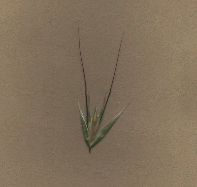 Avena barbata,
aveia-barbada,
aveia-selvagem,
avena barbada,
Avena barbata,
avenilla,
avoine barbue,
balanco-bravo,
balango,
ballueca,
barbed oat,
Barthafer,
Sand-Hafer,
slender oat,
slender oats,
Slender Wild Oat Avena barbata,
aveia-barbada,
aveia-selvagem,
avena barbada,
Avena barbata,
avenilla,
avoine barbue,
balanco-bravo,
balango,
ballueca,
barbed oat,
Barthafer,
Sand-Hafer,
slender oat,
slender oats,
Slender Wild Oat