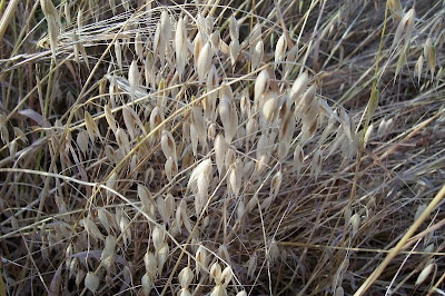 Avena sativa,
aveia,
aveia-amarela,
avena,
Avena comune,
avena común,
avena roja,
avoine byzantine,
avoine cultivée,
Biada,
common oat,
Common oats,
Hafer,
ma-karasu-mugi,
Mittelmeerhafer,
oat,
oatgrass (common) Avena sativa,
aveia,
aveia-amarela,
avena,
Avena comune,
avena común,
avena roja,
avoine byzantine,
avoine cultivée,
Biada,
common oat,
Common oats,
Hafer,
ma-karasu-mugi,
Mittelmeerhafer,
oat,
oatgrass (common)