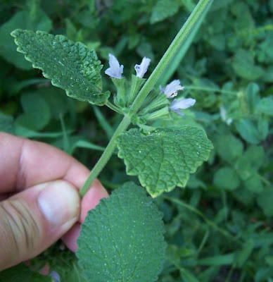 Ballota nigra var. uncinata Ballota nigra var. uncinata