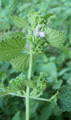 Ballota nigra var. uncinata Ballota nigra var. uncinata