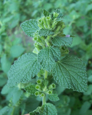 Ballota nigra var. uncinata Ballota nigra var. uncinata