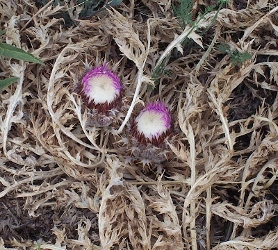 Atractylis gummifera,
acanthomastich,
Masticogna laticifera,
Pine Thistle,
pseudomastich Atractylis gummifera,
acanthomastich,
Masticogna laticifera,
Pine Thistle,
pseudomastich