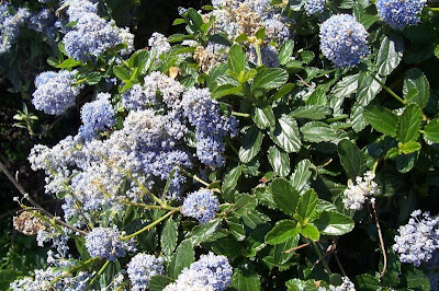 Blue blossom ceanothus Blue blossom ceanothus