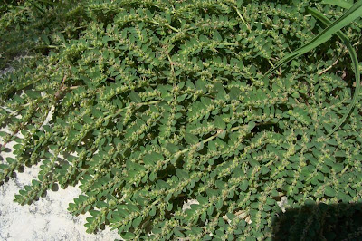 Euforbia prostrata