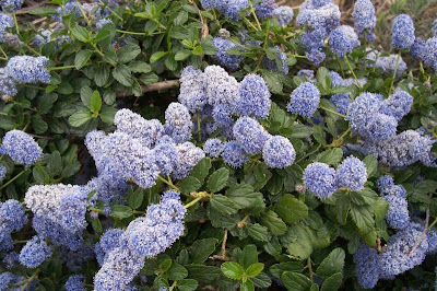 Blue blossom ceanothus Blue blossom ceanothus
