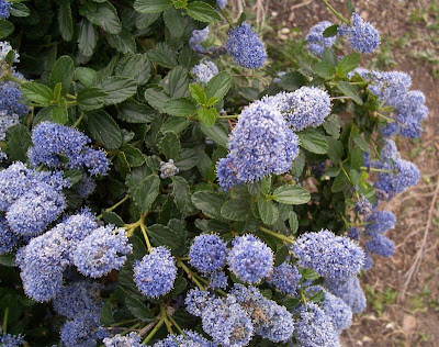 California-lilac