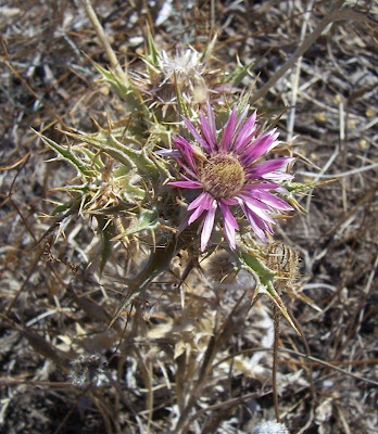 Woolly Carline Thistle Woolly Carline Thistle