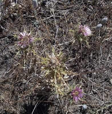 Carlina lanata L.