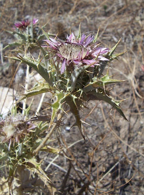 Carlina lanata L.