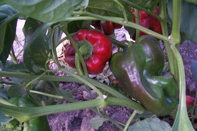 Cayenne pepper