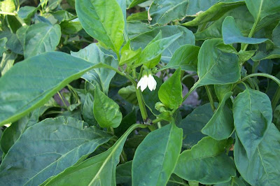 Cayenne pepper