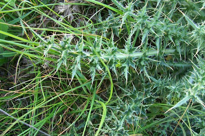 Carduus micropterus (Borb&aacute;s) Teyber