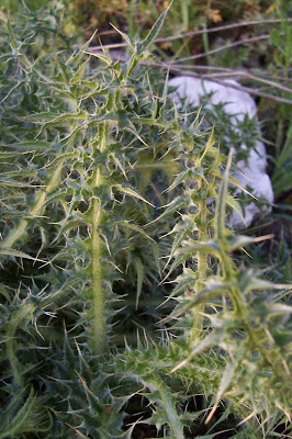 Carduus micropterus (Borb&aacute;s) Teyber