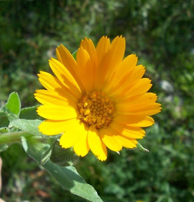 Calendula arvensis,
Acker-Ringelblume,
erva-vaqueira,
field marigold,
field-marigold,
Fiorrancio selvatico,
maravilla del campo,
souci des champs Calendula arvensis,
Acker-Ringelblume,
erva-vaqueira,
field marigold,
field-marigold,
Fiorrancio selvatico,
maravilla del campo,
souci des champs