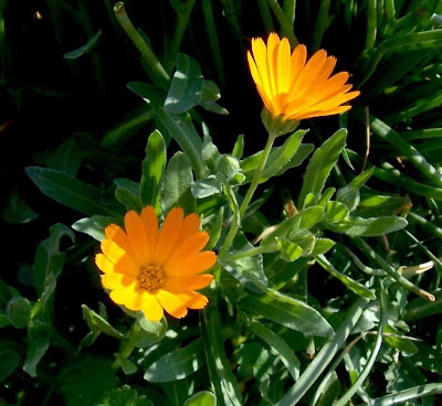 Calendula arvensis,
Acker-Ringelblume,
erva-vaqueira,
field marigold,
field-marigold,
Fiorrancio selvatico,
maravilla del campo,
souci des champs Calendula arvensis,
Acker-Ringelblume,
erva-vaqueira,
field marigold,
field-marigold,
Fiorrancio selvatico,
maravilla del campo,
souci des champs