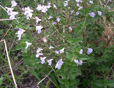 Calamintha nepeta,
calament,
echte Bergminze,
Katzen-Bergthymian,
kleinbl&uuml;tige Bergminze,
lesser calamint,
menthe de montagne,
mentuccia commune,
Mentuccia comune,
Nepetella,
Poleggio selvatico