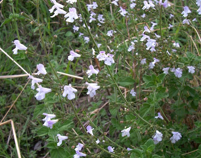 Calamintha nepeta,
calament,
echte Bergminze,
Katzen-Bergthymian,
kleinbl&uuml;tige Bergminze,
lesser calamint,
menthe de montagne,
mentuccia commune,
Mentuccia comune,
Nepetella,
Poleggio selvatico