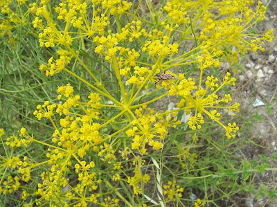 Cachrys libanotis,
Basilisco liscio Cachrys libanotis,
Basilisco liscio