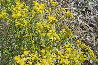 Cachrys libanotis,
Basilisco liscio Cachrys libanotis,
Basilisco liscio