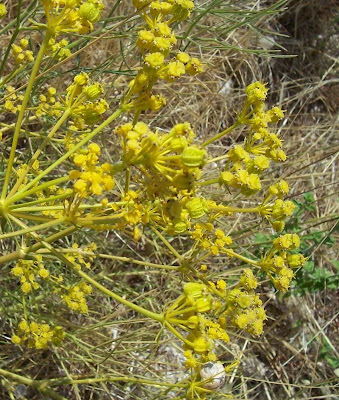 Cachrys libanotis,
Basilisco liscio Cachrys libanotis,
Basilisco liscio
