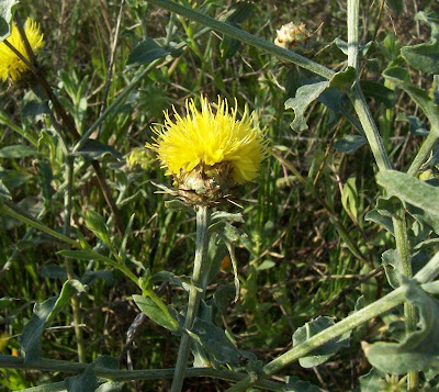 Centaurea nizzarda Centaurea nizzarda