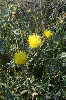 Centaurea nizzarda Centaurea nizzarda