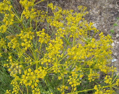 Cachrys libanotis,
Basilisco liscio Cachrys libanotis,
Basilisco liscio