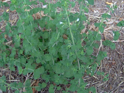 Calamintha nepeta,
calament,
echte Bergminze,
Katzen-Bergthymian,
kleinbl&uuml;tige Bergminze,
lesser calamint,
menthe de montagne,
mentuccia commune,
Mentuccia comune,
Nepetella,
Poleggio selvatico