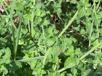 Calamintha nepeta,
calament,
echte Bergminze,
Katzen-Bergthymian,
kleinbl&uuml;tige Bergminze,
lesser calamint,
menthe de montagne,
mentuccia commune,
Mentuccia comune,
Nepetella,
Poleggio selvatico