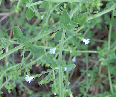 Calamintha nepeta,
calament,
echte Bergminze,
Katzen-Bergthymian,
kleinbl&uuml;tige Bergminze,
lesser calamint,
menthe de montagne,
mentuccia commune,
Mentuccia comune,
Nepetella,
Poleggio selvatico