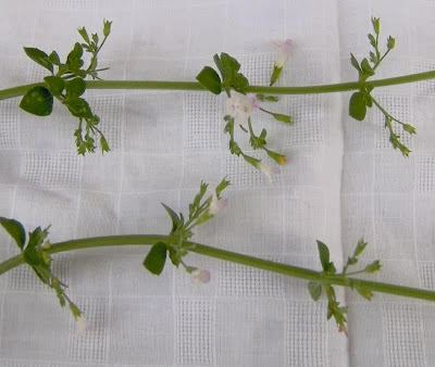 Calamintha nepeta,
calament,
echte Bergminze,
Katzen-Bergthymian,
kleinbl&uuml;tige Bergminze,
lesser calamint,
menthe de montagne,
mentuccia commune,
Mentuccia comune,
Nepetella,
Poleggio selvatico