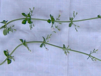 Calamintha nepeta,
calament,
echte Bergminze,
Katzen-Bergthymian,
kleinbl&uuml;tige Bergminze,
lesser calamint,
menthe de montagne,
mentuccia commune,
Mentuccia comune,
Nepetella,
Poleggio selvatico