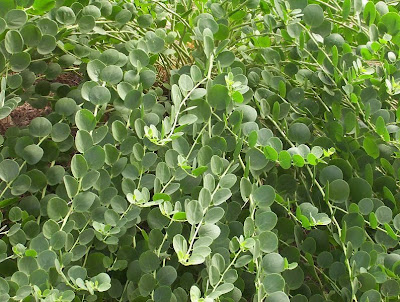 Caper Plant Caper Plant