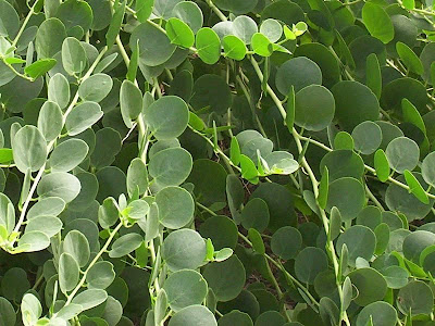 Caper Plant Caper Plant