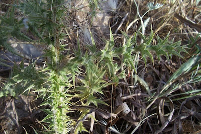 Carduus micropterus (Borb&aacute;s) Teyber