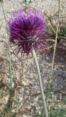 Carduus micropterus (Borb&aacute;s) Teyber