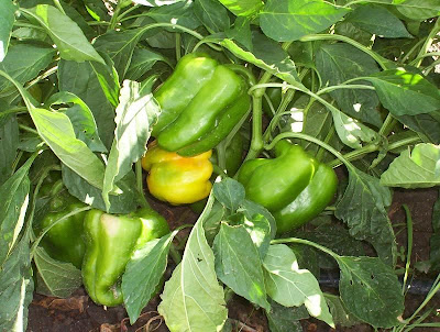 Cayenne pepper
